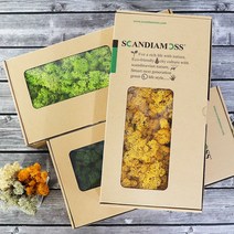 스칸디아모스 500g 천연이끼 천연가습 공기정화, 레드