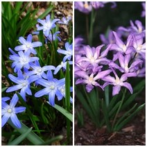 [구근] 월광화 치오노독사 2색 (5개세트), 블루