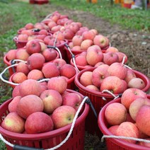 아침햇살 사과 2.5kg 4kg 가정용 기스과, 5kg, 03_4kg(가정용)[25~30과]-꼬꼬마사과 기스과, 1개