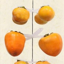 화이트 곶감걸이 4개걸이 25개 반건시곶감 감말리기감건조기 감걸이 감꽂이 감말리기 감말리는도구 곳감걸이 곳감행거 곶감건조 곶감건조걸이 곶감건조기 곶감건조대 곶감걸이 곶감고정핀 곶감꼬지 곶감꽂이 곶감만드는방법 곶감만드는법 곶감만들기 곶감말랭이 곶감말리기 곶감말리는 곶, 본상품