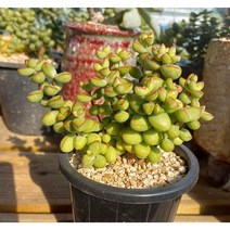 늘꽃다육 브레비폴리아. 키우기쉬운국민다육 다육식물 다육 다육이 화분