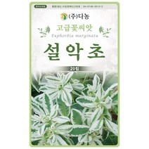 기생초 선홍색 200립 - 야생화 꽃씨 씨 씨앗 국화 꽃씨앗 야생화씨앗 고급꽃씨 고급꽃씨앗, 08_다농_설악초(20립)