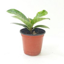 뱅갈고무나무(소) 실내화초 공기청정식물, 본상품선택