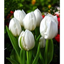 서비내 튤립 튜울립 Tulip 구근 모종 노지월동 4가지색상 무호화훼 서비야드