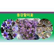 동강할미꽃(빨강)모종/1포트6. 000/동강할미꽃모종