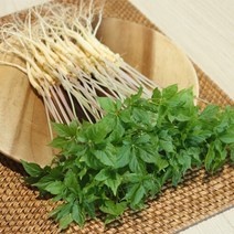 장보리 전남 무안 수경재배 새싹삼 대 50뿌리, 기본상품, 단품없음