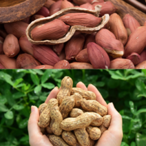 23년 예천 햇 피땅콩 껍질 까지않은 생땅콩 토종 국산 1kg 땅콩, 2kg