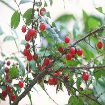 충주원예조경 / 이스라지(산앵두) / H1.0(1m)