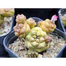 리치아이금(임의배송상품)-004 아프리카식물 반려식물 선인장 인테리어식물