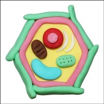 PGM1*^몰뉴 오물조물비누 식물세포구조모형(10세트) 만들기 실험만들기 과학만들기 만들기완구 DIY 초등 교육용만들기 학습만들기 공작^*1췤pgm, a^^*옵션없슴