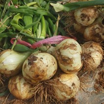 전남 무안 황토밭 해풍 양파 10kg 싱싱함 식단 봄채소, 양파 소 장아찌용 10kg, 1개