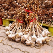 의성 육쪽 마늘 통마늘 1접 4.5~5.5kg (100접 한정), 1접(100알)(4.5~5.5kg)
