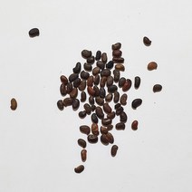 아까시나무씨앗(푸츠타바츠 헝가리품종)10g(300립), 1개