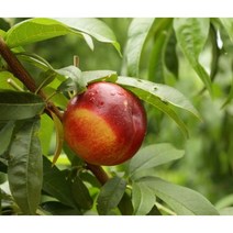4월27일 발송예정[고품질 선별과일]달콤 하우스 천도 복숭아 높은당도 아삭, 하우스 천도복숭아 400g(3~6입 내외), 1개