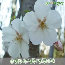 착한가격 나무생각 / 수양벚나무 / 접목1년 / 뿌리묘 / 5주, 주