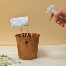 새싹삼 키우기 새싹인삼 재배 새싹 채소 재배기 집콕놀이, 1개