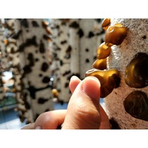 [잇츠목이] 국산 무농약 GAP 생목이버섯 1kg 목이버섯 요리법이 동봉되어 있어요! 버섯선물세트, 1개