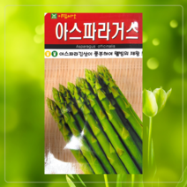 아스파라거스 브로콜리 셀러리 파슬리 미니양배추 방울 스테비아 바질 공심채 고수 루꼴라 비타민채 청경채 곰보 텃밭 주말농장, 1개