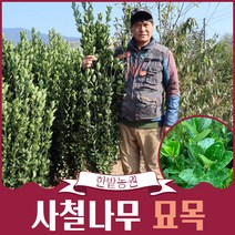 사철나무 묘목 1m~1m40 생울타리나무 가로수, 1m 내외