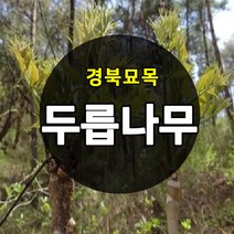 [경북농원] 가시있는 참두릅 / 가시없는 민두릅나무묘목 특묘, 가시없는 민두릅나무묘목  1년생