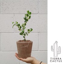 *티에라선인장* 돌돌 말린 잎이 유니크한 무늬 바로크 벤자민 - 토분 2TYPE, 쵸코 빈티지 직선 토분 (받침포함)