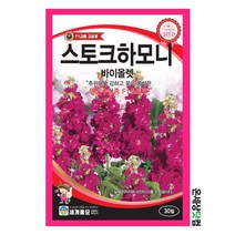 스토크하모니바이올렛 30립 / 고급꽃 꽃씨 종자 F1 교배종