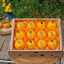 [제주산지직송] 제철과일 카라향 1.5kg 2.5kg 3.5kg(선물용) 나른한 봄을 깨우는 싱그러운 과즙이 팡팡!!, 2.5kg(13-17수  선물용)