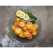 통영 홍가리비 대왕가리비 조개구이, 3kg (69-81미)