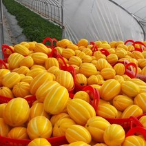 공주네농장 성주 참외, 01. 가정용 흠과 2KG / 소과, 1박스
