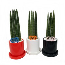 트리앤 고급원통화분 산세베리아 스투키 문샤인, 21. 고급원통화분(검정) 스투키 25cm-4촉 1개