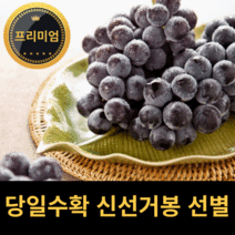 김천 거봉 포도 국산, 2kg x 3~4수 선물용