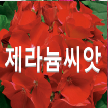 (성실)제라늄(링고2000 딥스칼렛)씨앗(10립) 3봉 품절