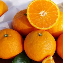 제주 카라향 2kg 3kg 5kg 가정용 선물세트, 카라향 3kg 혼합과