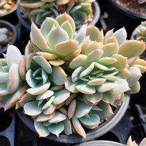 다육세상 다육이 백봉철화 10두이상