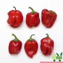 사라상회 홍피망 5kg (보통)