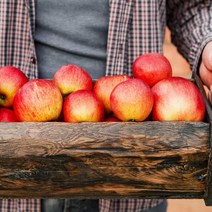 후레쉬 앤푸드 거창 함양사과 꿀부사 정품 3kg 1012과