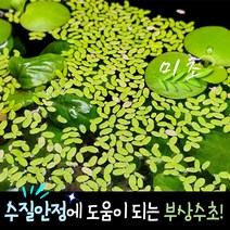 [미초] 좀개구리밥 수초 한컵 분량 & 반컵 분량 / 부상수초 / 초보 수초 / 구피 수초