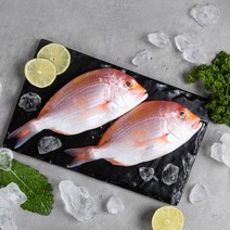 제주 황돔 2.4kg(16미내외), 단품