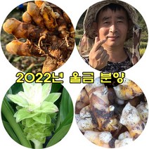 국내산 강황 유기농 생울금 1kg, 상품1kg, 1개
