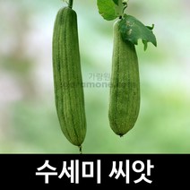 수세미 씨앗 수세미씨앗 채소 씨앗 판매 종자 20알