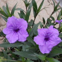 [성심] 루엘리아 브리토니아(중-보라색)-야생화119, 1개