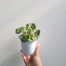 무배특가 플랜테리어 거실화분 핀토프리미엄 화이트투로즈 제라늄 소품 10-25cm 49