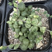 [올식스] 세레시스금 다육금 다육식물 다육이 키우기 공기정화식물 개업화분