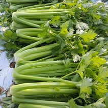 무농약 샐러리 3kg 5kg, 1개, 샐러리 5kg
