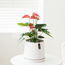 개업화분 당일배송 개업식 당일 화분배달 플라워365, 1개, 14 탁상용 안시리움