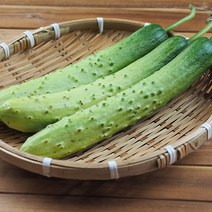 농장직송 무농약 국내산 백 다다기오이 10kg 48-50개