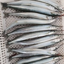 학꽁치회 남해 제철 자연산 횟감 손질후 500g, 1개