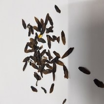 옥잠화씨앗1g(150립)