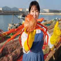 홍게 3kg 산지직송 홑게 박달 연지 자숙 홍게 수율 홍개 찜 대게, 3KG 중(9미~11미내외 200g~300g)