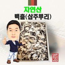 자연산 백출(삽주뿌리) 100g 야생 국내산 국산